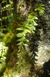 Tmesipteris tannensis: aerial stem showing indeterminate growth with the apex terminated by a small leaf or sporophyll.  
 Image: L.R. Perrie © Leon Perrie 2011 CC BY-NC 3.0 NZ